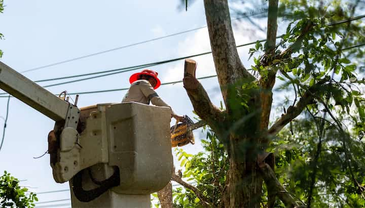 Tree care and maintenance services in Vacaville