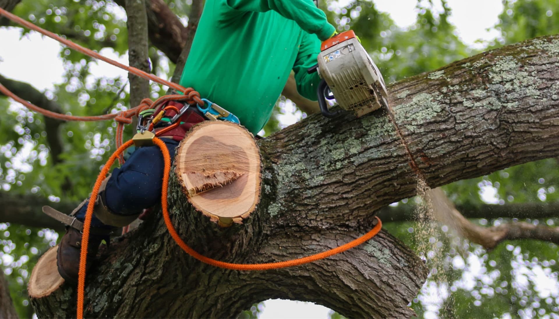 Relax with Vacaville best tree removal.