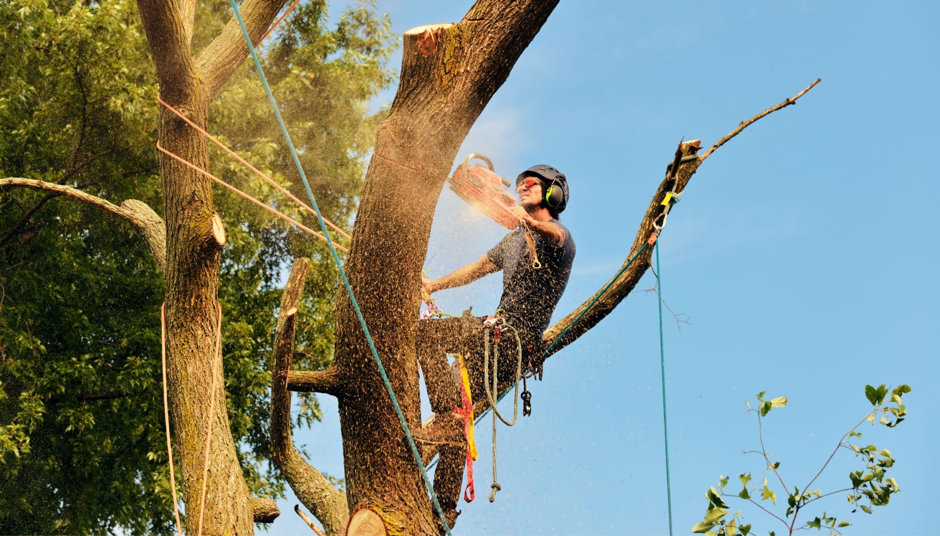 Vacaville tree removal experts solve tree issues.