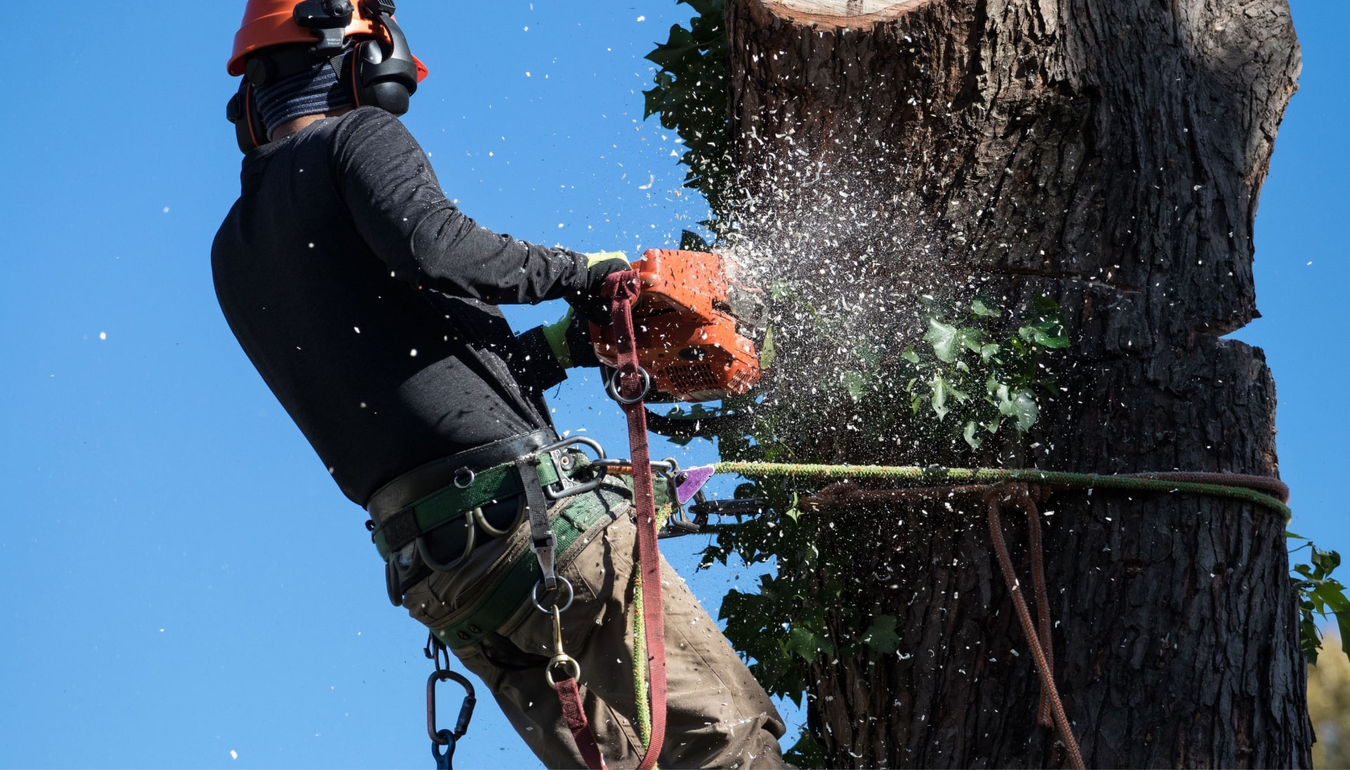 Professional Tree removal solutions in Vacaville